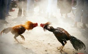 Đá Gà Cựa Sắt TK88 - Kịch Tính Và Hấp Dẫn Hàng Đầu