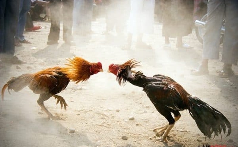 Đá Gà Cựa Sắt TK88 - Kịch Tính Và Hấp Dẫn Hàng Đầu